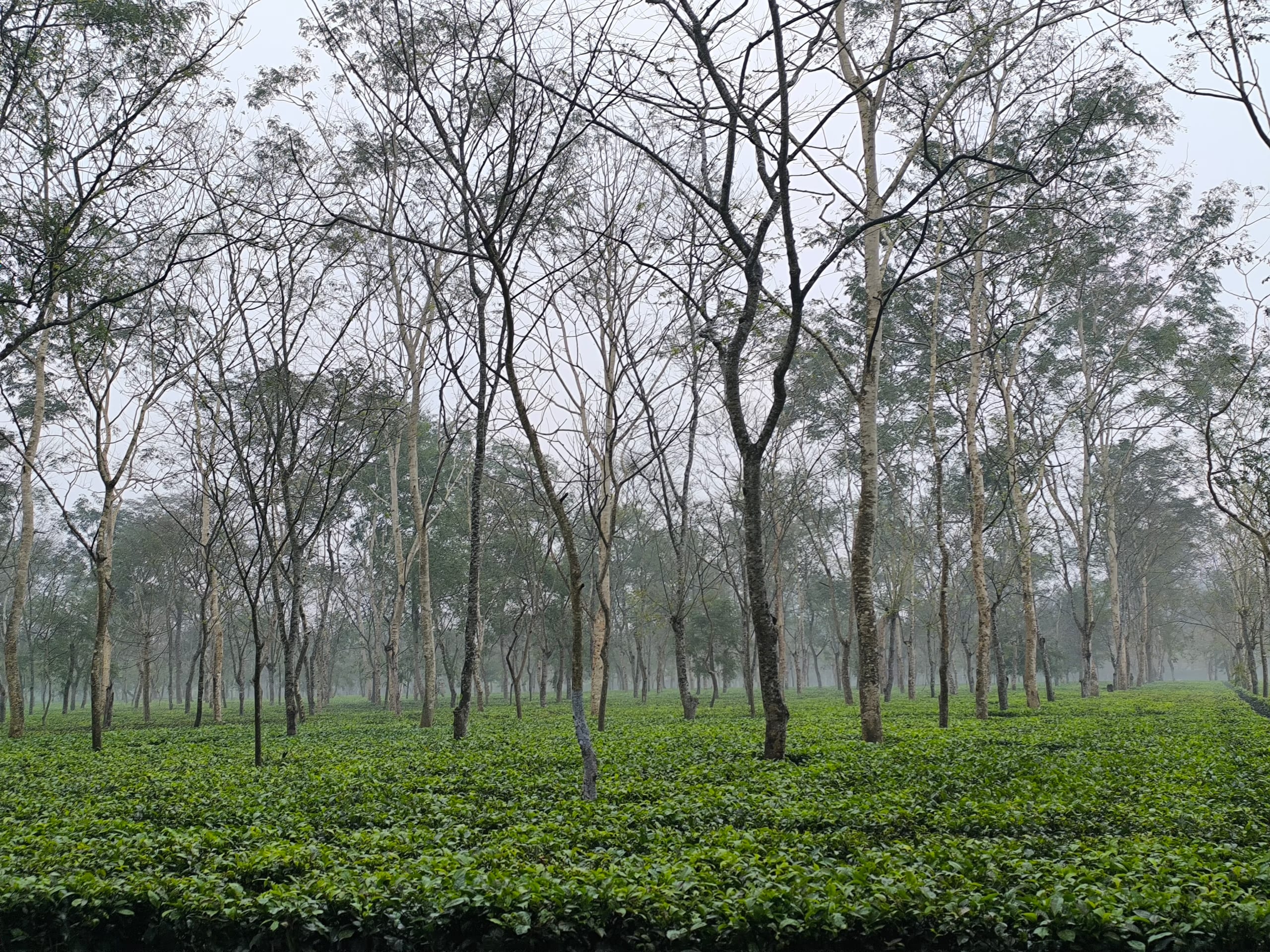 Clipped tea bushes carpeting the ground beneath tall shade trees in a misty Dibrugarh tea garden