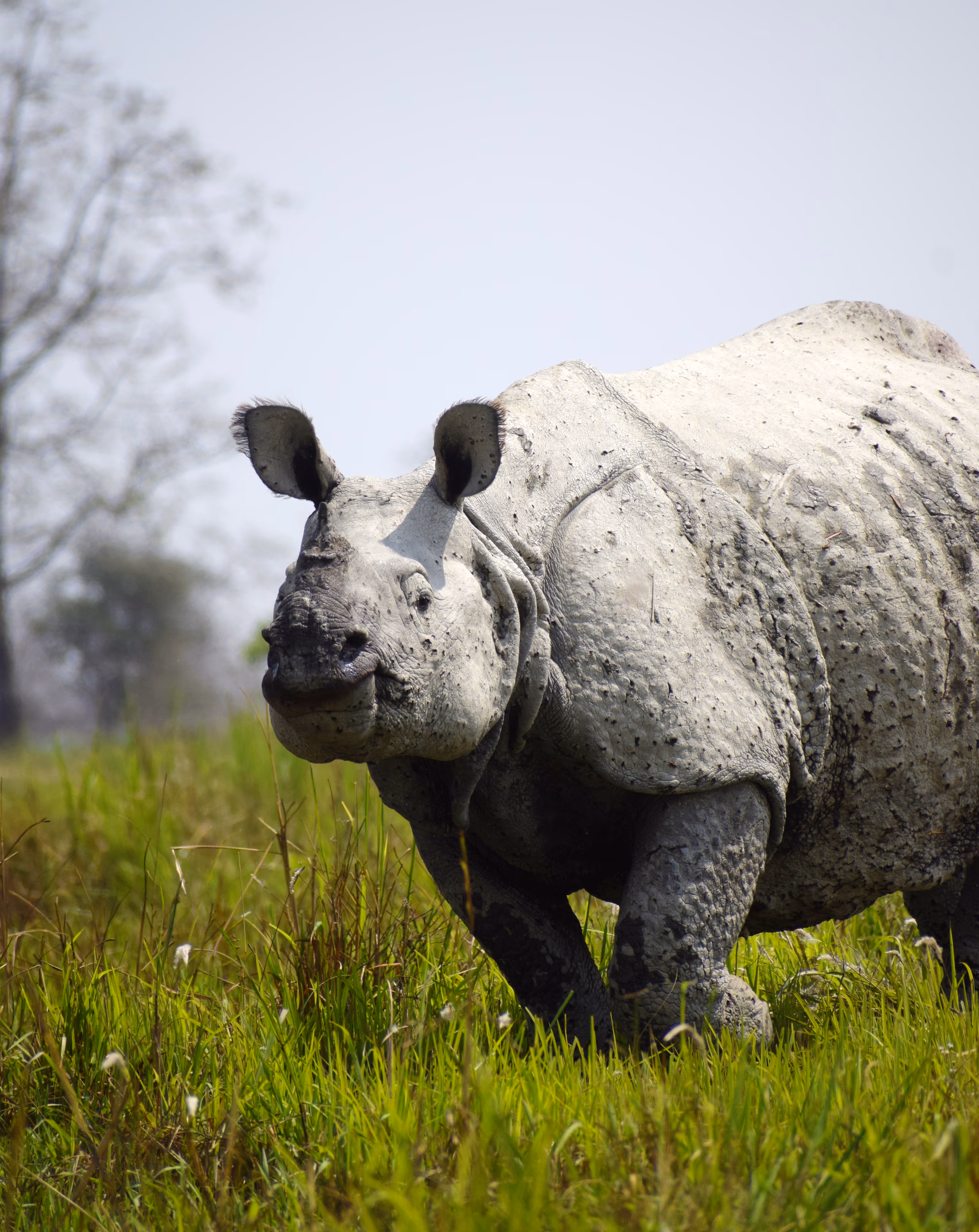 A greater one-horned rhinoceros standing in green grassland, its single horn and armour-plated hide clearly visible