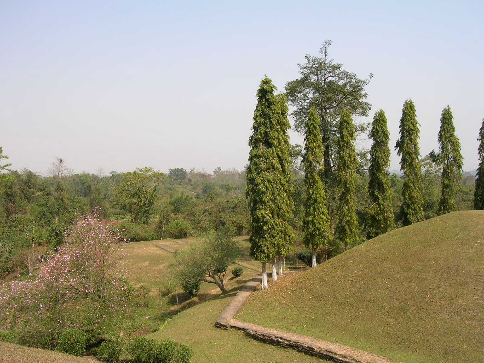 The Charaideo necropolis grounds: green burial mounds rolling along a low ridge, a row of tall cypress trees, a curving stone-edged path and a flowering tree, with a hazy upper-Assam horizon beyond