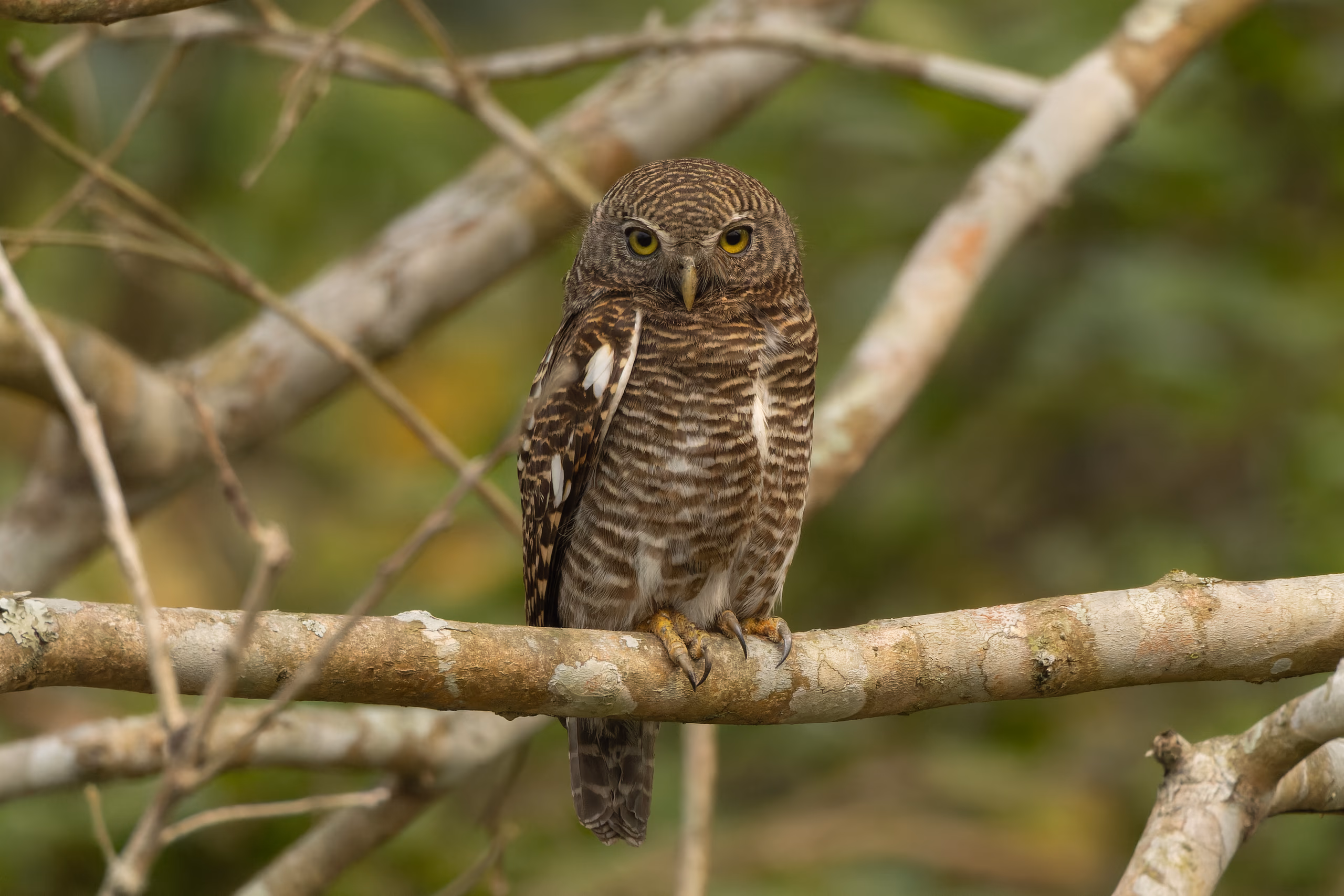 An Asian barred owlet perched on a lichen-covered branch, facing the camera with both bright yellow eyes, its finely barred brown-and-white plumage sharp against soft green foliage