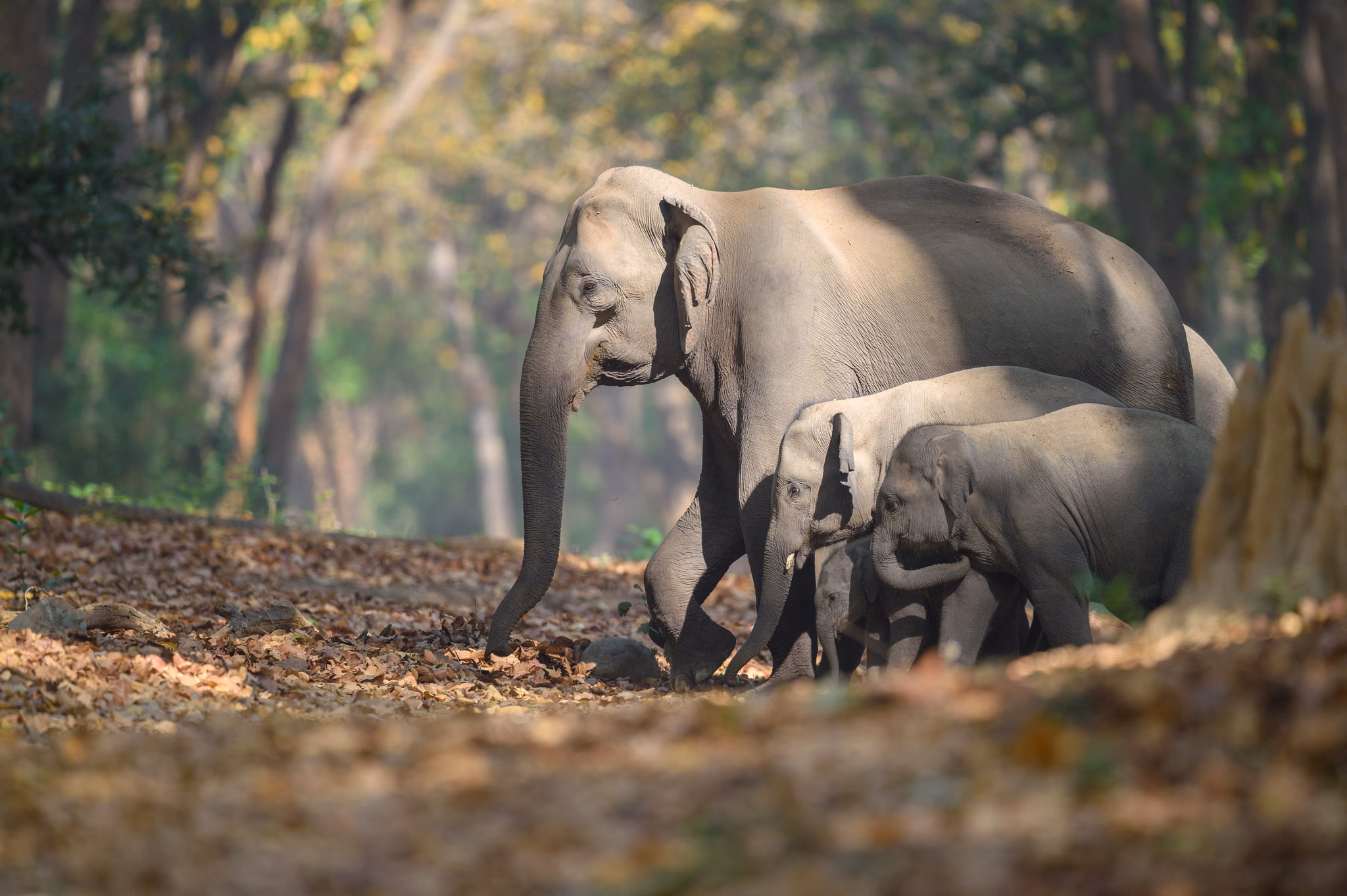 An adult female Asian elephant walking a leaf-strewn forest floor with two calves close at her side, dappled forest behind.