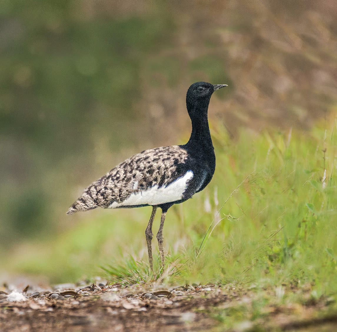 A breeding male Bengal florican stands in profile on a grassy verge: jet-black head, neck and underparts, a buff-and-black finely mottled back, a bold white wing panel along the folded wing, and long bare legs.