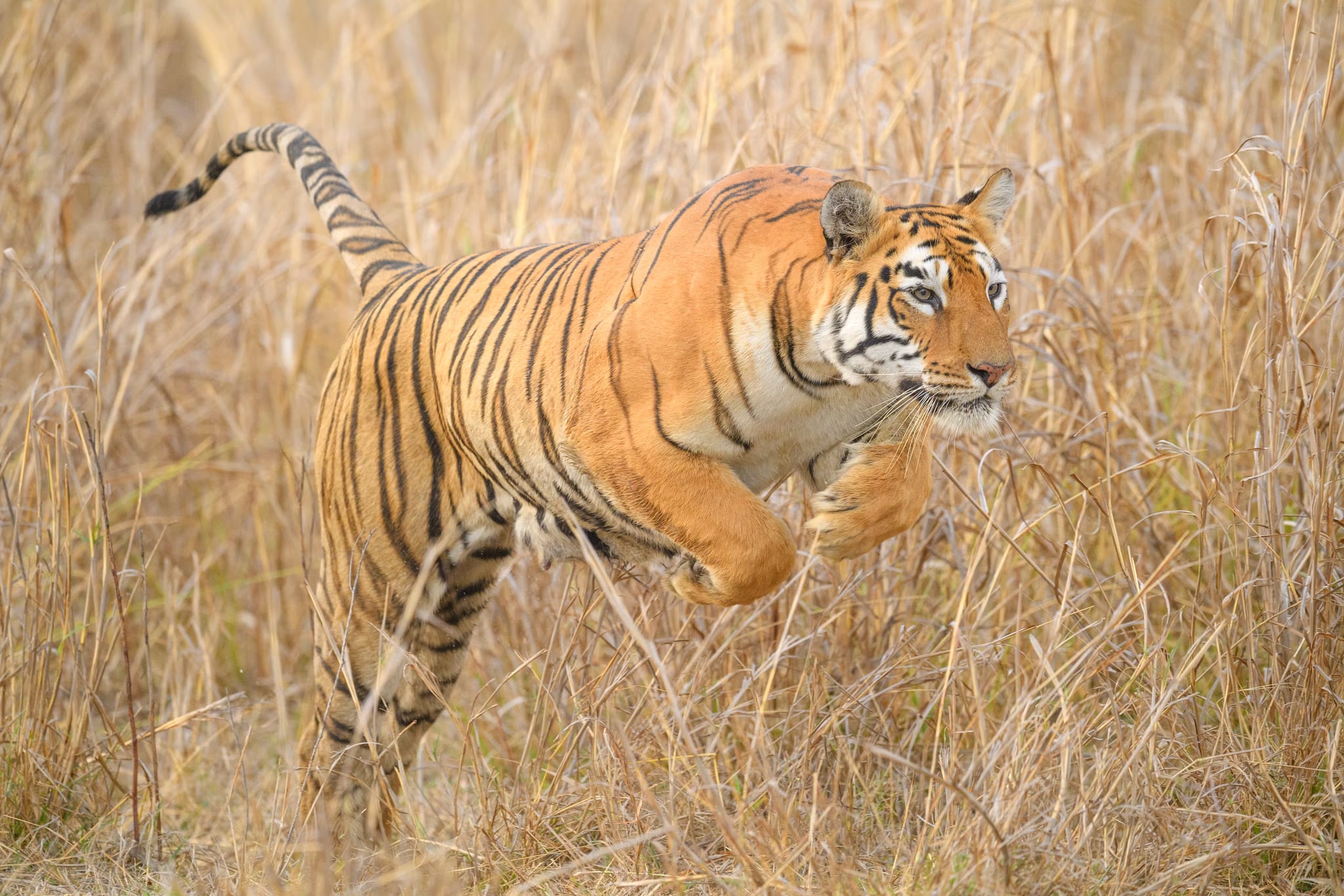 An adult Bengal tiger, orange coat marked with black vertical stripes and a white belly, striding in profile through tall golden grass