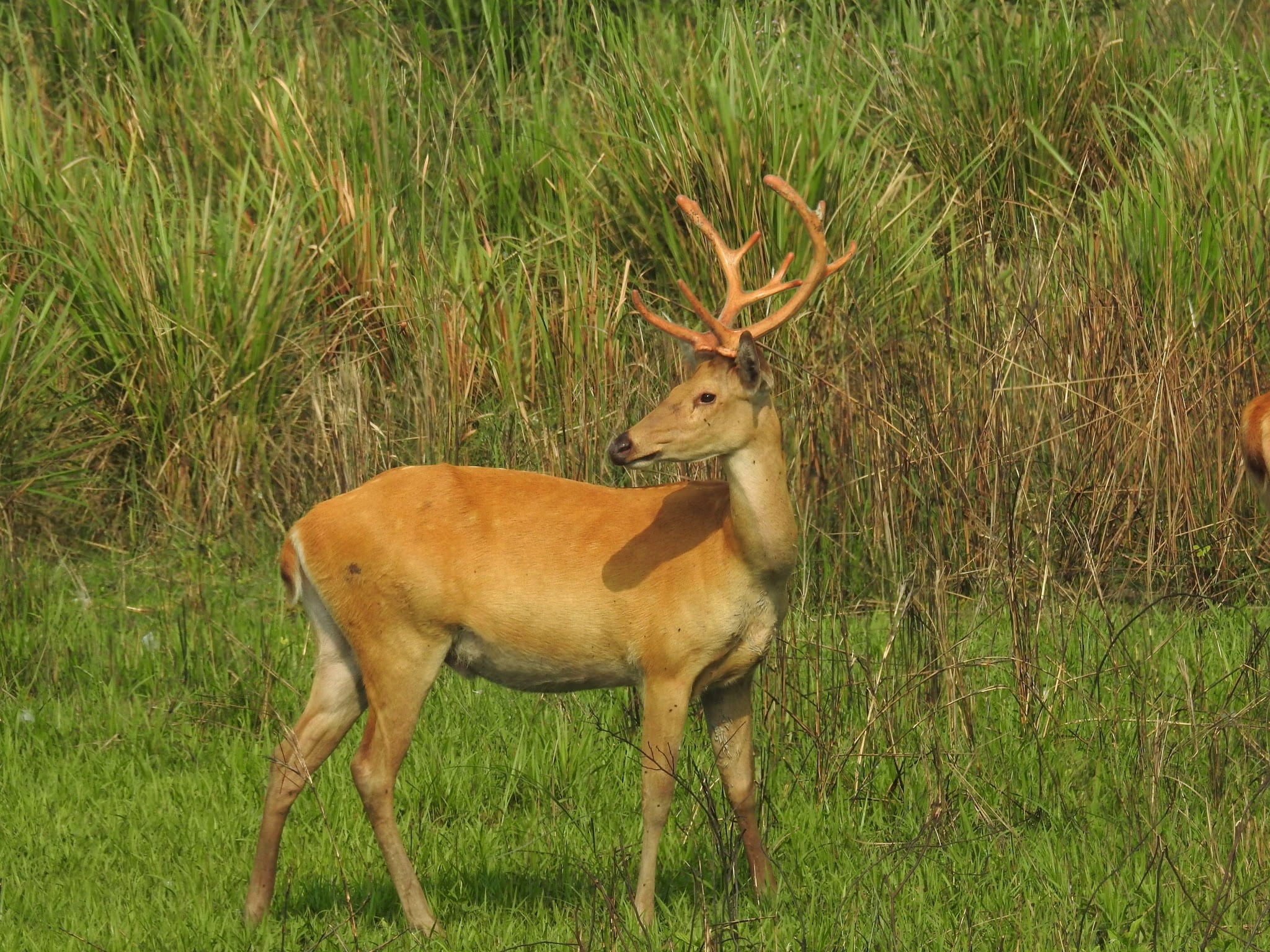 A reddish-brown swamp deer stag standing in profile in tall grassland, its head raised, carrying a pair of slender, many-tined branched antlers