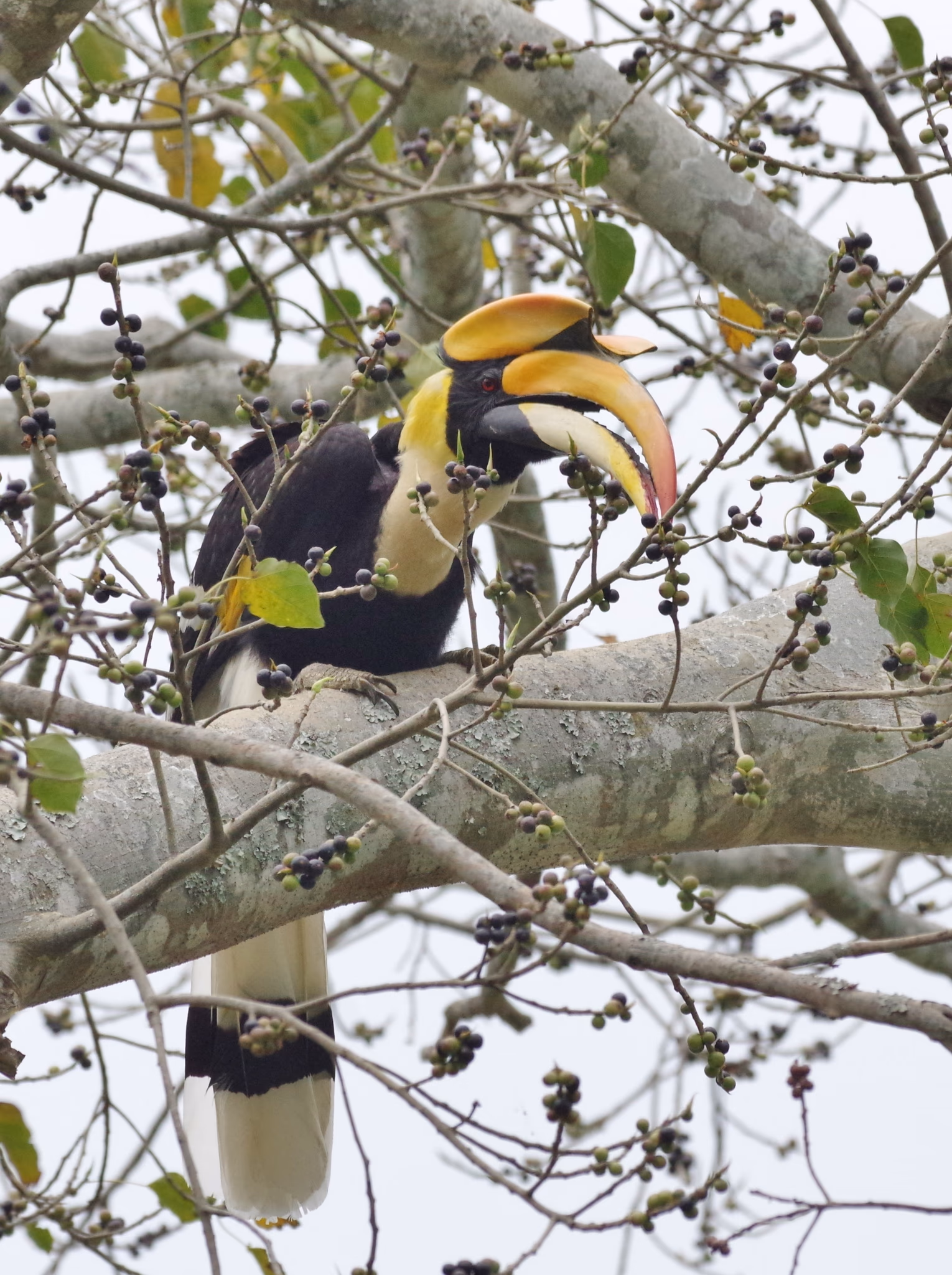 A great hornbill perched among fruiting fig branches against a pale sky, its massive yellow bill topped by a concave yellow casque, with glossy black plumage and a white lower belly and tail.