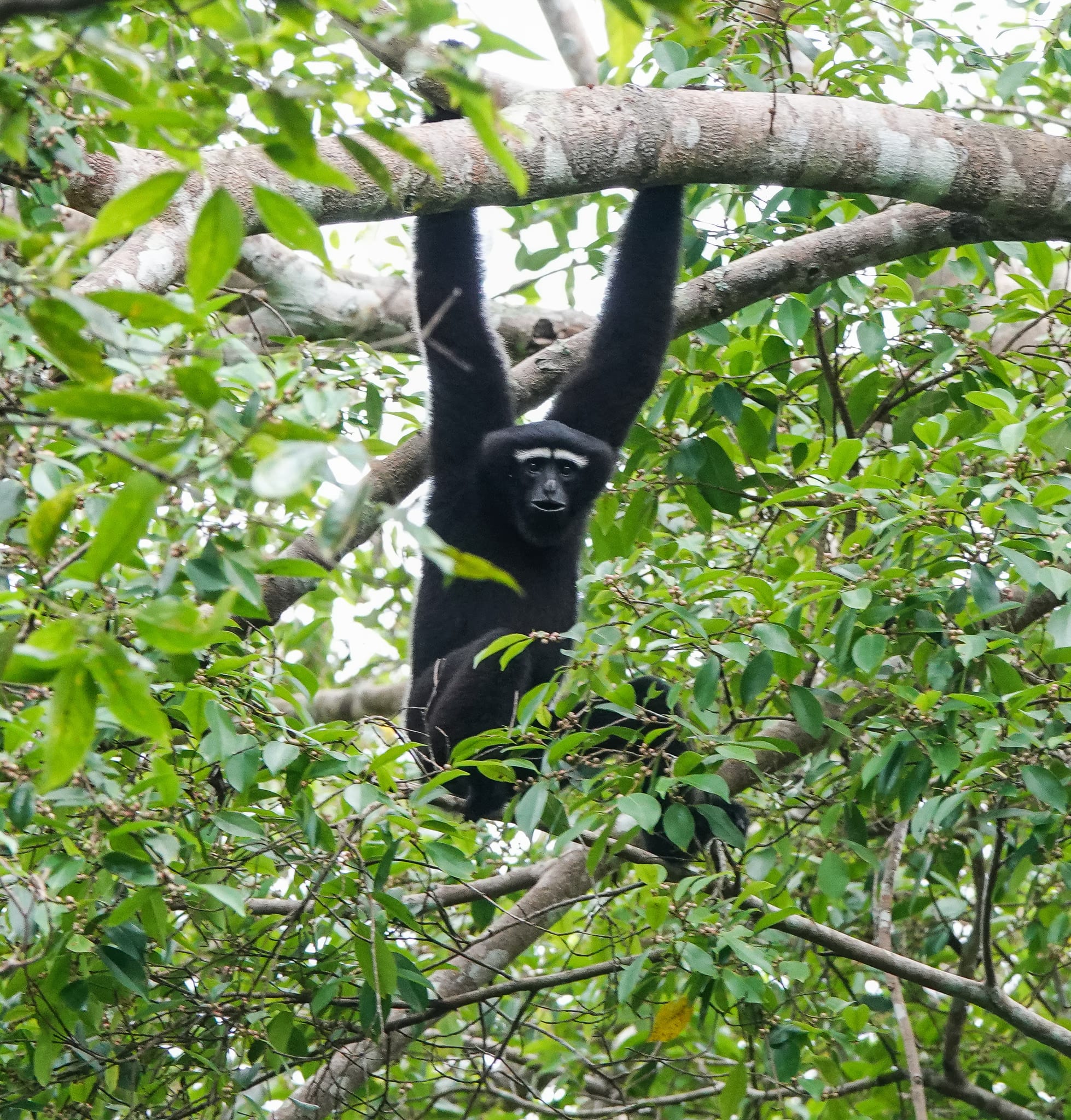 A black, tail-less ape with very long arms hangs by both hands from a forest branch, a white band across its brow above a dark face, surrounded by green canopy leaves