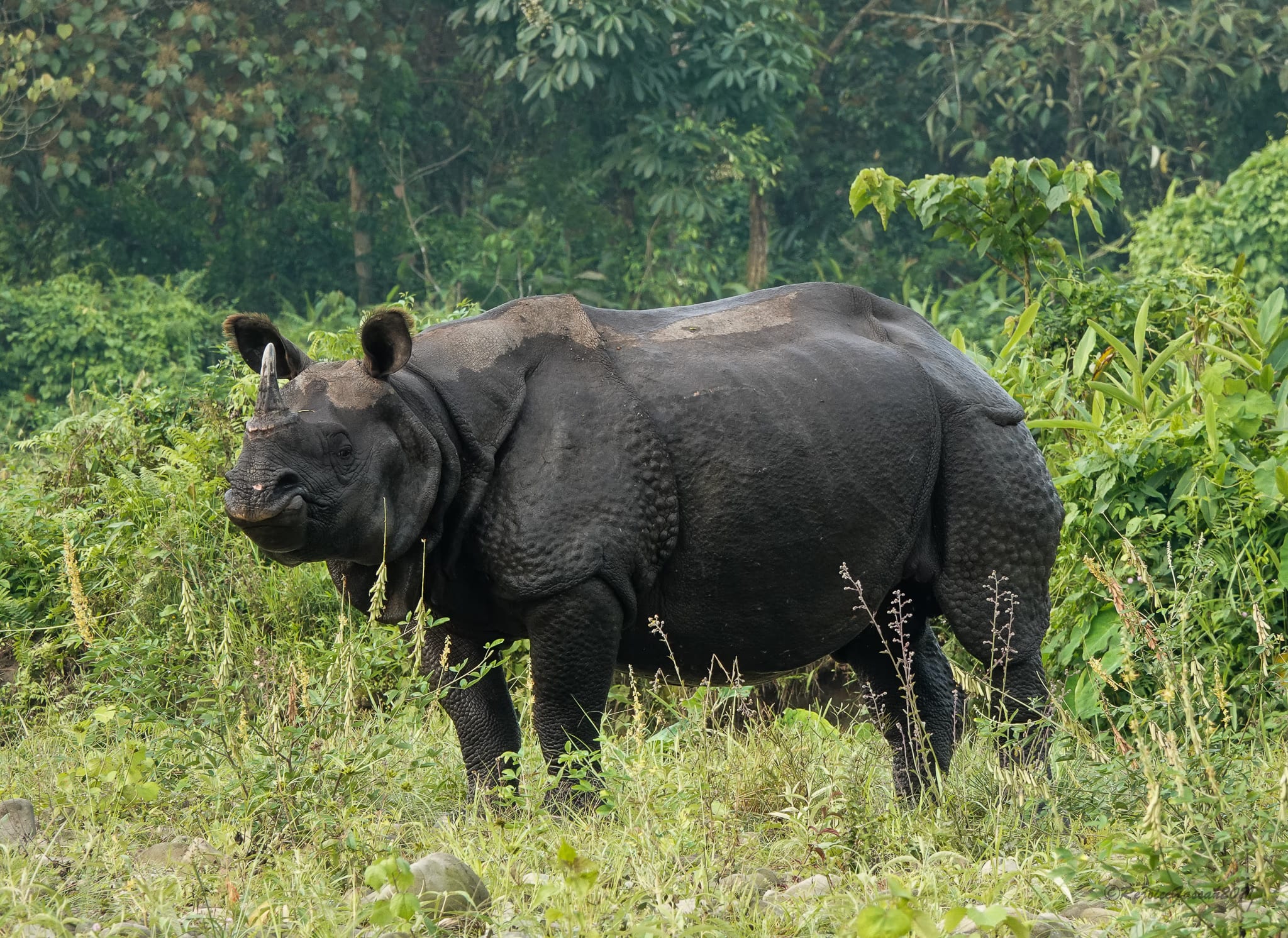 A greater one-horned rhinoceros standing broadside in grassland, its single horn and folded armour-plate skin clearly visible