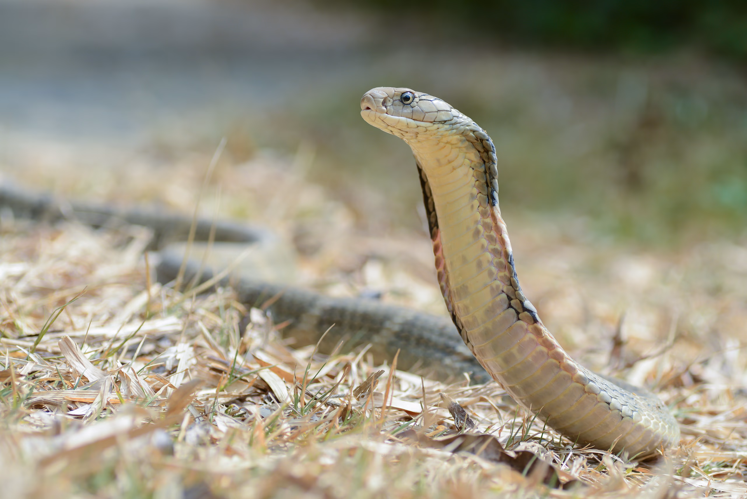An adult king cobra rears its raised forebody off the dry forest floor, holding its head up with the narrow, elongate hood of the neck slightly spread; the snake is olive-tan to grey-brown with faint darker crossbands, its long body trailing across pale dry grass.