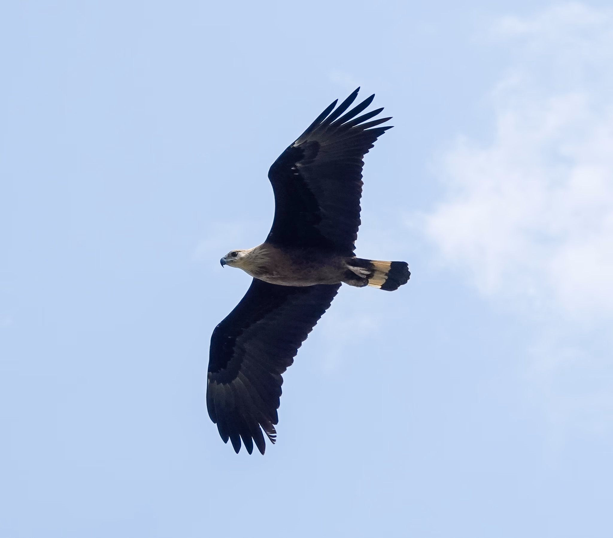 A large eagle in flight against a pale sky, wings spread, with a buff-pale head, dark brown body, and a broad white band across its dark tail