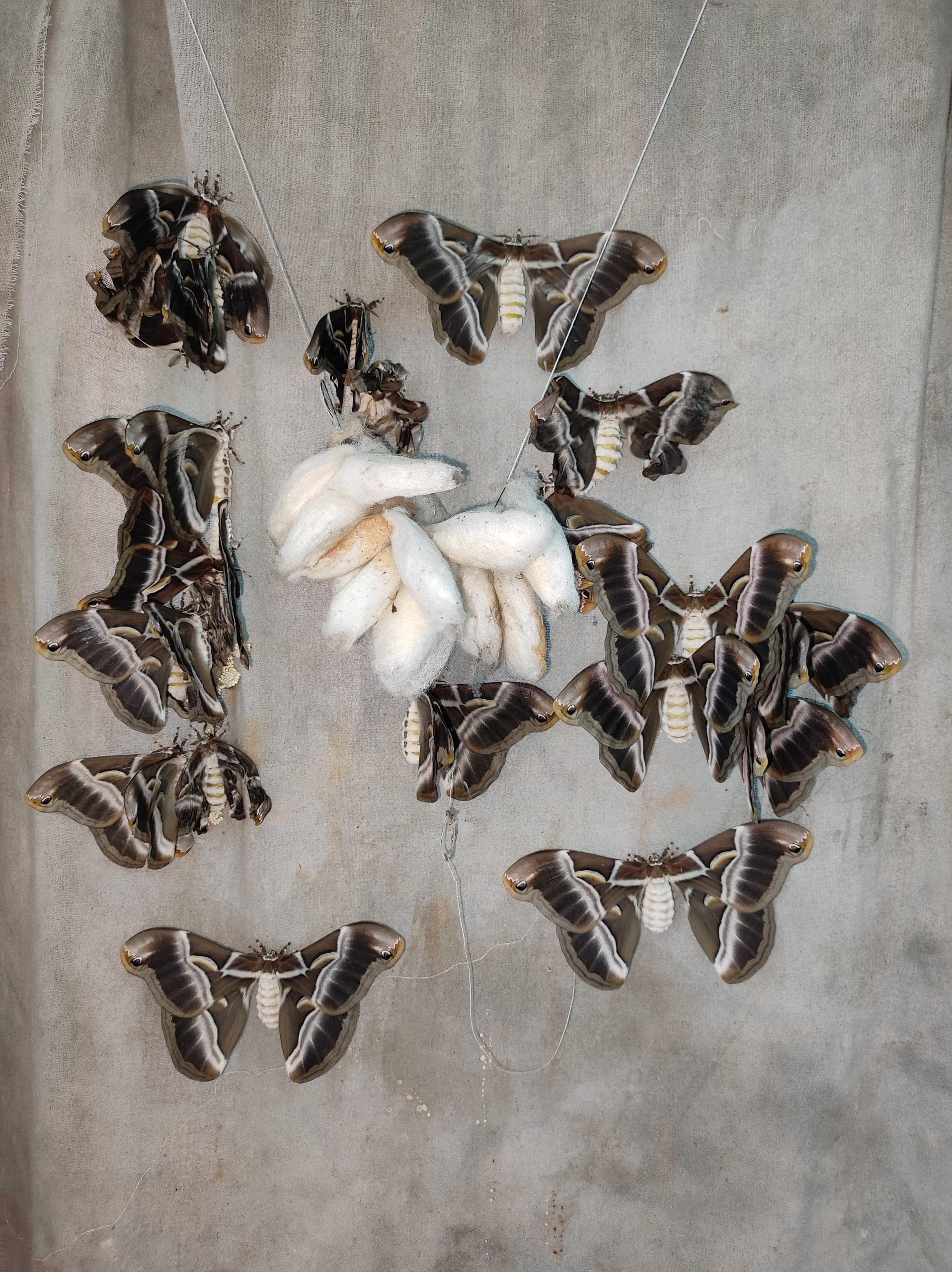 Several brown adult eri silkmoths arranged on a grey cloth around a cluster of white open-ended cocoons