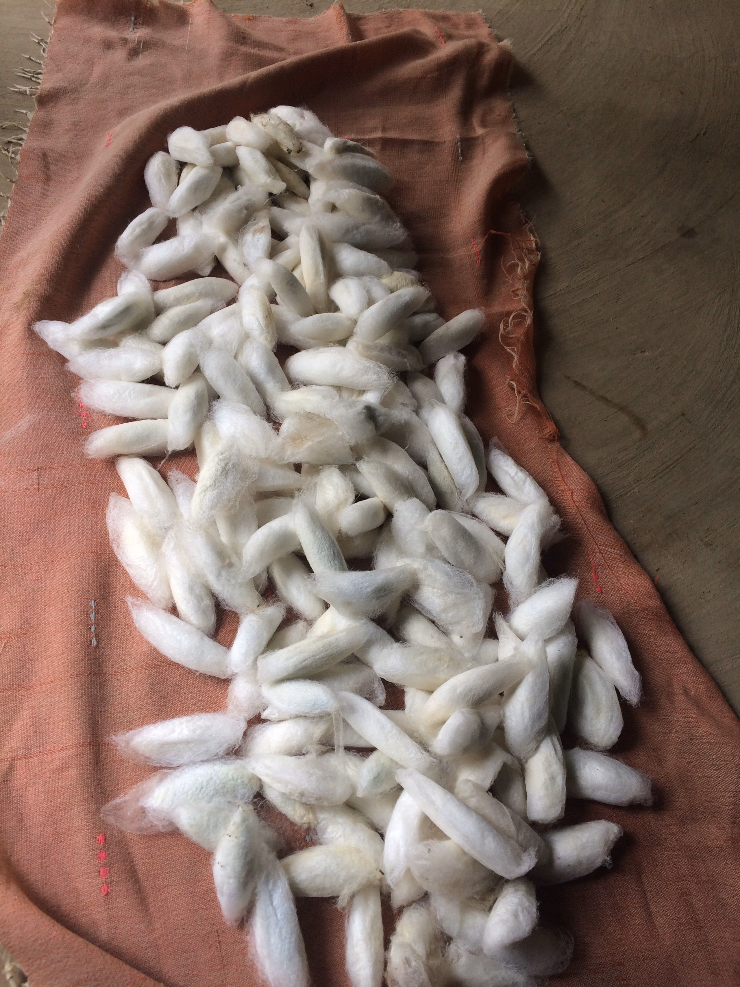 A heap of white, fluffy open-ended eri silk cocoons gathered on a pink cloth