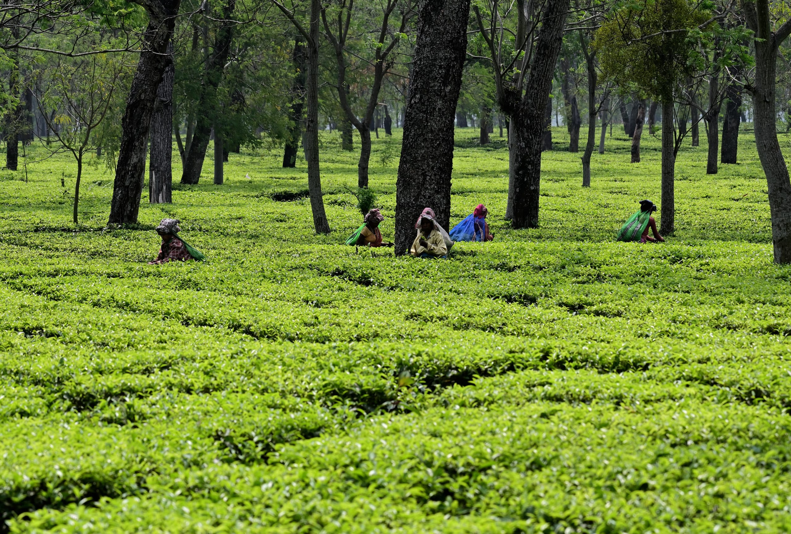Three women in headscarves pluck leaf into head-strap baskets among sunlit waist-high tea bushes, with shade trees behind