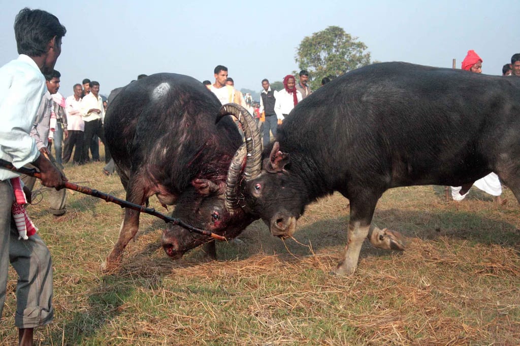 Two buffaloes with locked horns in a harvested field, a handler steadying one with a pole and a crowd of onlookers behind