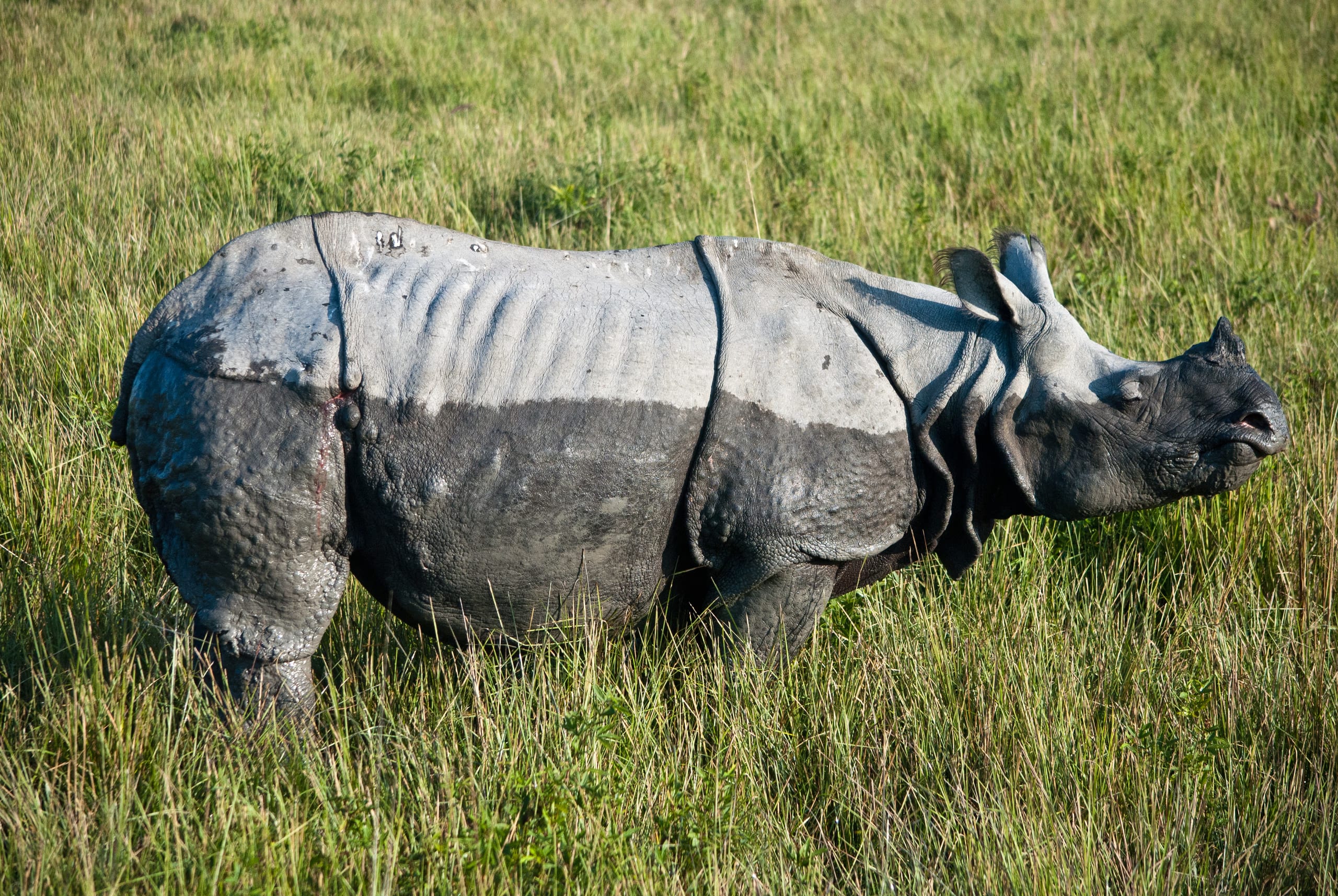 A greater one-horned rhinoceros standing side-on in open green grassland at Kaziranga, its plated hide and single horn sharp and clear