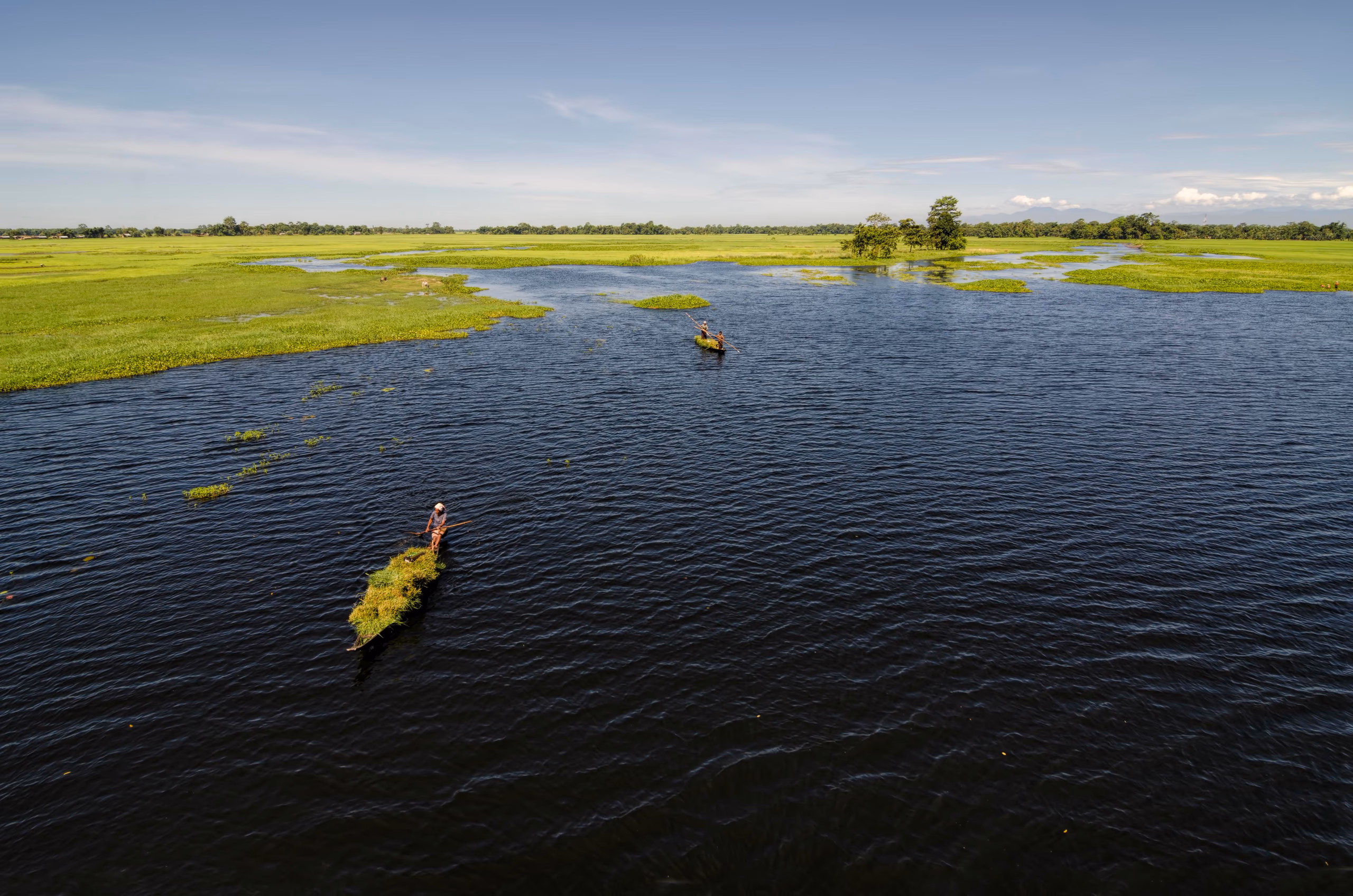 Aerial view of Majuli's flooded wetlands: dark winding water channels threading between bright green marsh grass under a clear blue sky, with two men poling small grass-laden country boats