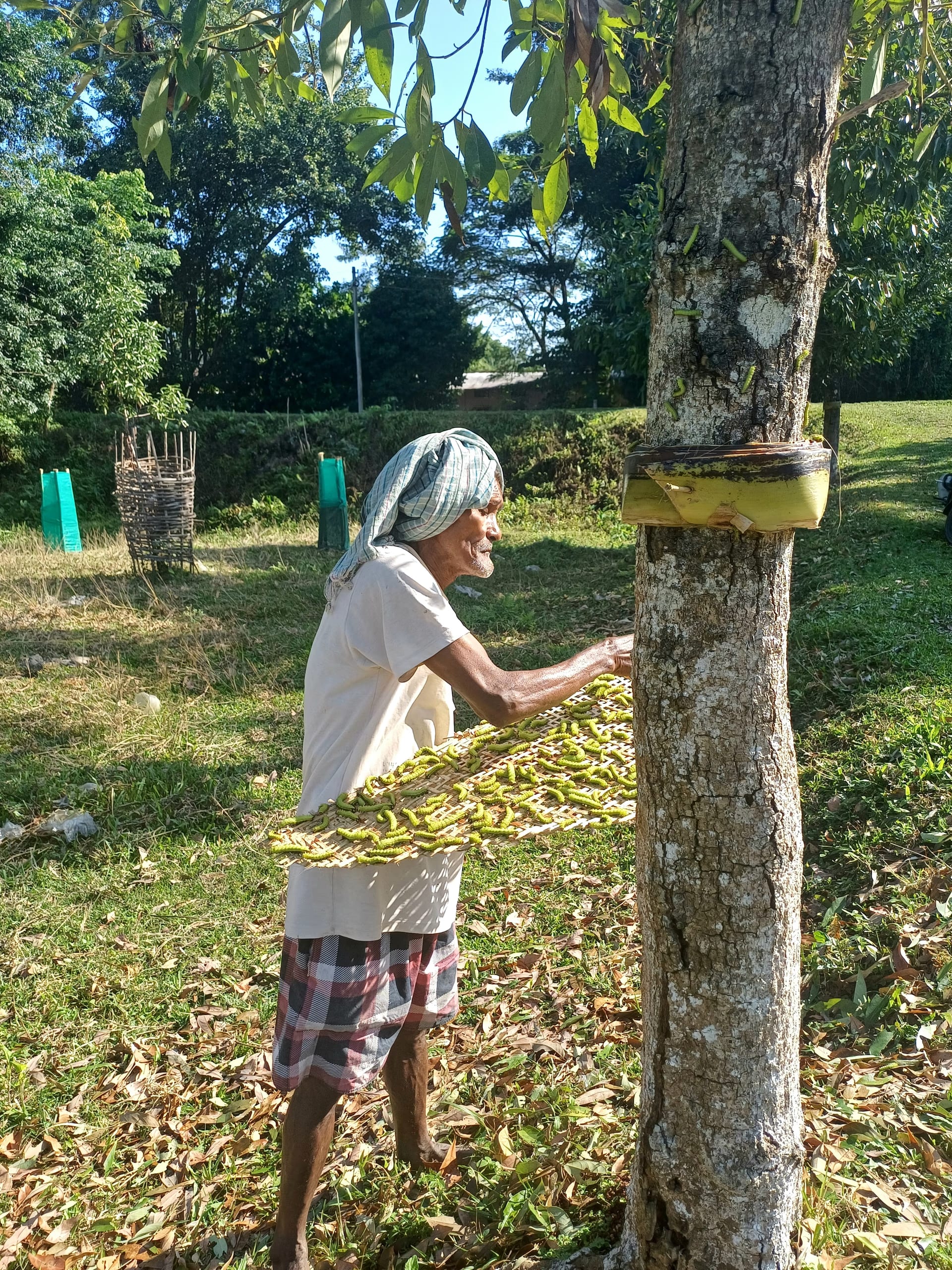 A rearer holds a tray of muga silkworms against the trunk of a host tree in an open Assam farm