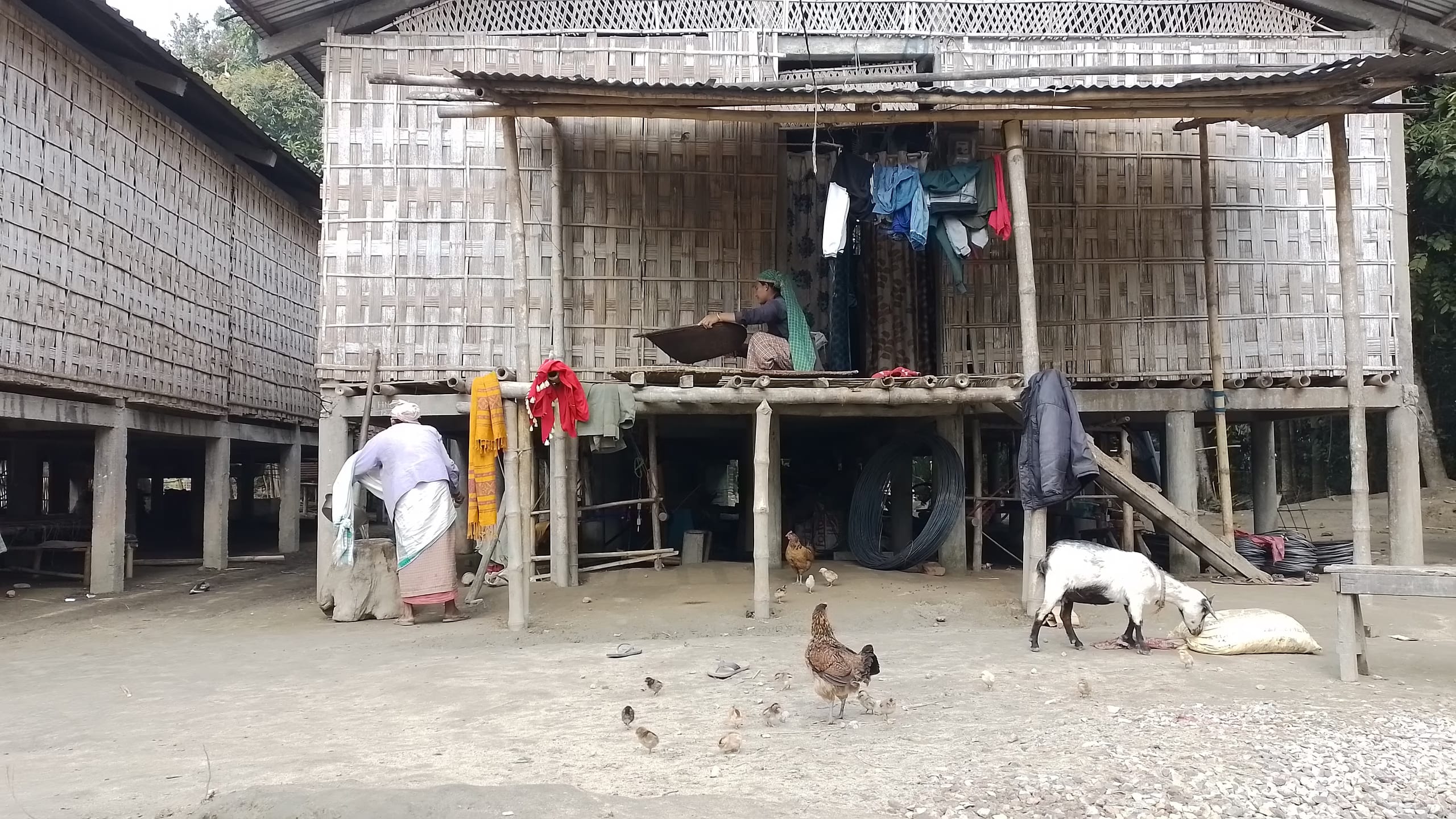 A Mising bamboo stilt house raised on wooden posts, with woven bamboo walls, livestock and poultry on the ground below and the living quarters above